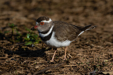 One three banded plover walking on the ground