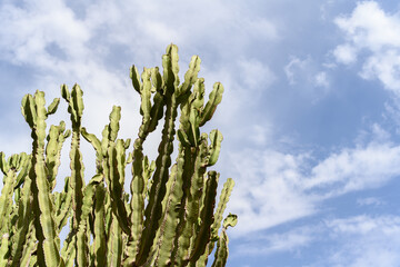 Cactus plant on sky background with clouds