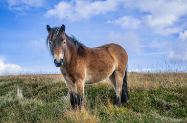  Exmoor Pony standing in Exmoor National Park, Somerset