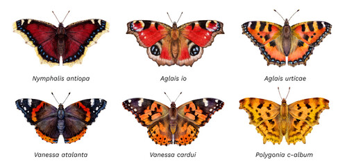Watercolor butterflies: Aglais urticae, Nymphalis antiopa, Aglais io, Vanessa cardui, Vanessa atalanta, Polygonia c-album. Hand drawn painting insect illustration.