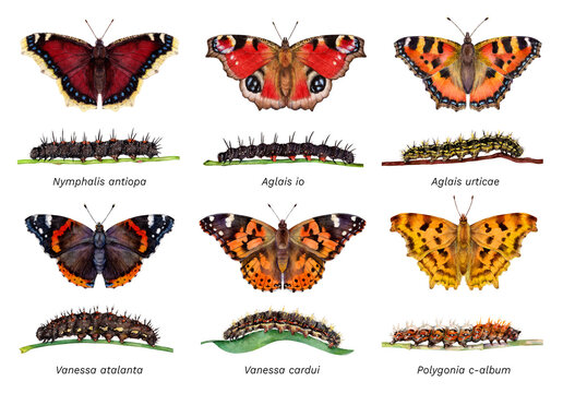 Watercolor butterflies and caterpillars: Aglais urticae, Nymphalis antiopa, Aglais io, Vanessa cardui, Vanessa atalanta, Polygonia c-album. Hand drawn painting insect illustration.