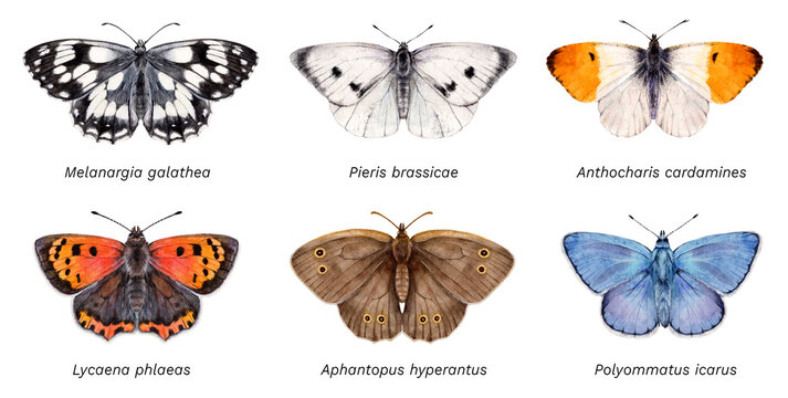 Watercolor butterflies: Melanargia galathea, Pieris brassicae, Anthocharis cardamines, Lycaena phlaeas, Aphantopus hyperantus, Polyommatus icarus. Hand drawn painting insect illustration.