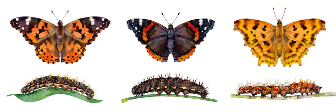 Watercolor painted lady, red admiral, the comma butterflies and caterpillars. Vanessa cardui, Vanessa atalanta, Polygonia c-album isolated on white background. Hand drawn painting insect illustration.