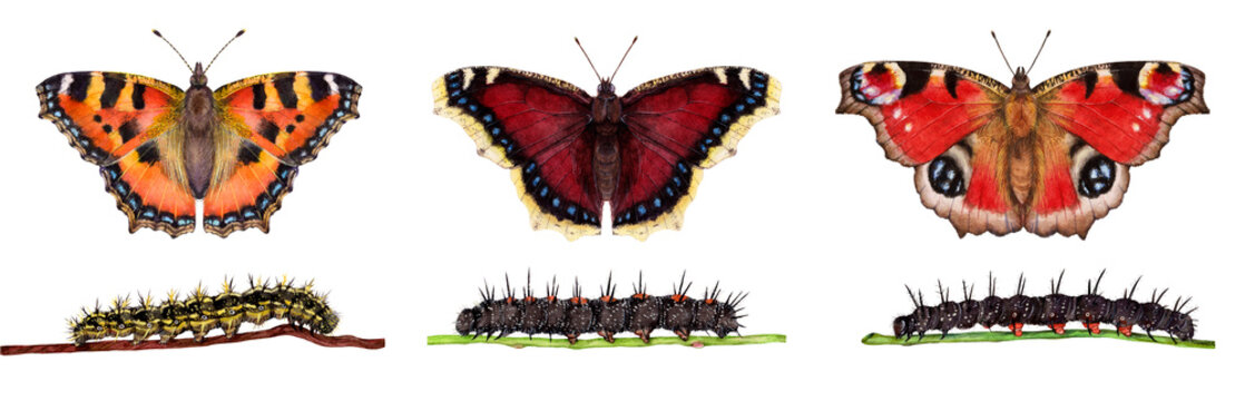Watercolor Small tortoiseshell, mourning cloak, European peacock butterflies and caterpillars. Aglais urticae, Nymphalis antiopa, Aglais io isolated on white background. 