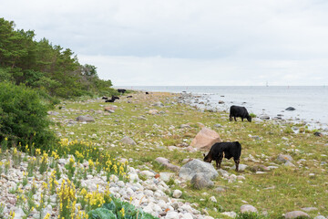 Cows on the meadow