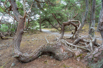 Troll forest of Öland, Sveden