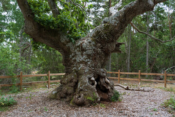 Troll forest of Öland, Sveden