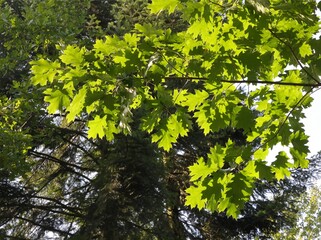 Fototapeta na wymiar oak tree with greenfoliage and growing acorns