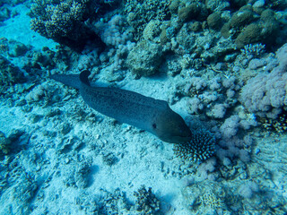 Fototapeta na wymiar Black moray in the expanses of the coral reef of the Red Sea, Hurghada, Egypt