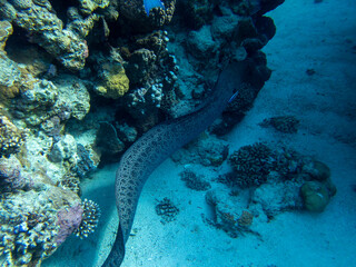 Black moray in the expanses of the coral reef of the Red Sea, Hurghada, Egypt