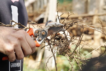 Pruning shears
