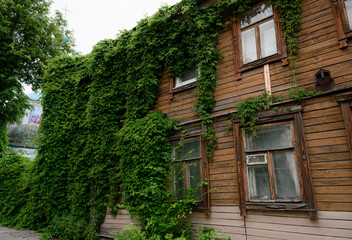 Fototapeta na wymiar Fragment of an old wooden house covered with a wall of climbing plants