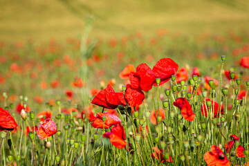 A close up of poppies growing in the South Downs on a sunny summers day