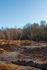 Chailey Common in Winter with Frost on the Ground