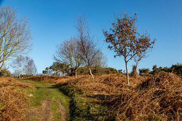 Bracken and Bare Trees in Sussex on a Sunny Day in February