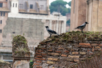 ravens over roman ruins rome city art, history and cityscape italy, ancient and heritage places 