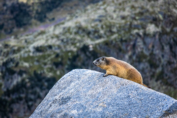 marmot in yosemite