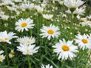 A Lawn overgrown with chamomile in a luxury garden.