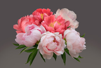 Bouquet of light pink and bright pink peonies in a transparent glass vase isolated on a gray gradient background.