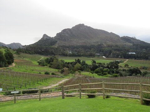 Winery, Constantia, Cape Town, South Africa