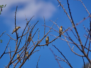 Bird sitting in a tree