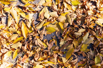 Top view of the ground covered with autumn leaves.