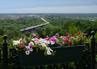 Indoor flowers on the balcony overlooking the forest with the road to the horizon