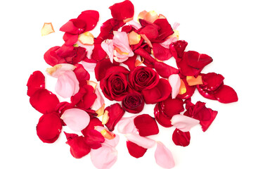 Red roses among rose petals isolate on white background