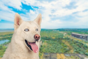 Dog in the national park, a travel companion. Smart dog, spirit of freedom.