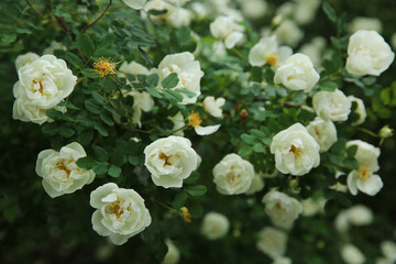 Blurred flowers background. Blooming white dogrose in the garden