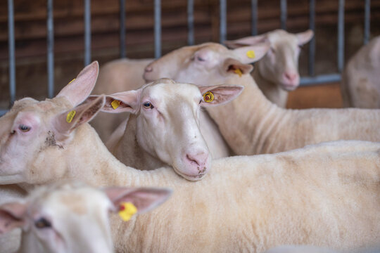 Flock of sheep in stall
