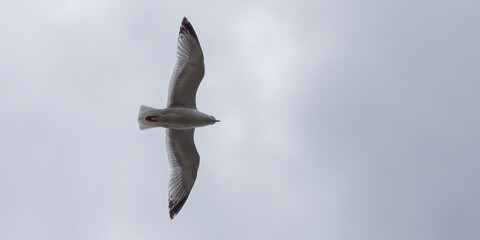 One seagull is flying in a cloudy sky. Overcast, gray sky. White bird flying under clouds