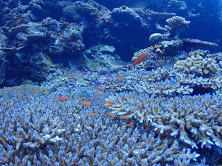 青の美ら海深いサンゴ礁に集まる魚たち