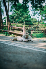 Monkey picking lice from other monkey, in the middle of a road