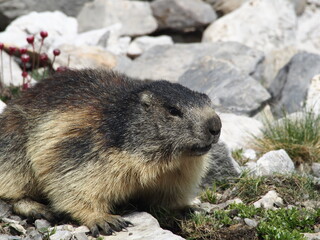 marmotte