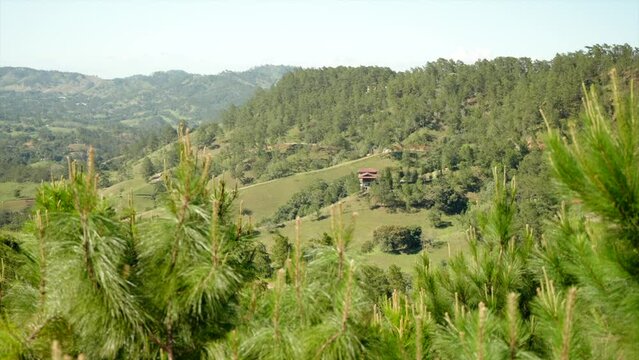 View on mountains with dense forest through coniferous tree tops swaying in the wind. Beauty in nature