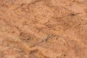 lizard in the desert