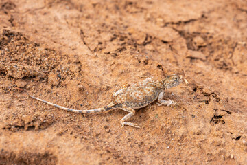 lizard in the desert