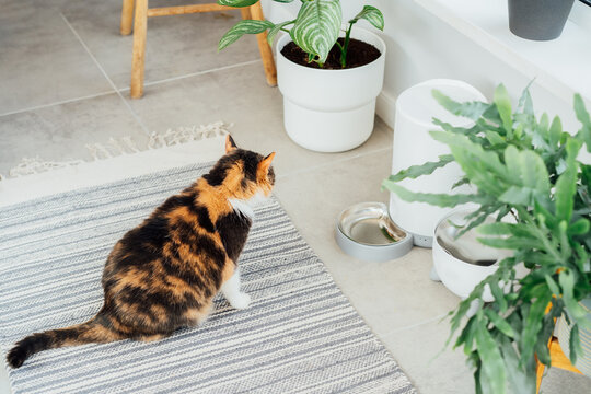 Well-fed multicolor cat waiting for food near smart feeder gadget with water fountain and dry food dispenser in cozy home interior. Home life with pet. Healthy pet food diet concept. Selective focus
