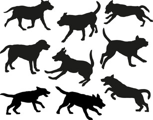 Group of labrador retrievers in various poses. Dog silhouette. Running, standing, sniffing, jumping dogs. Isolated on a white background. Pet animals.