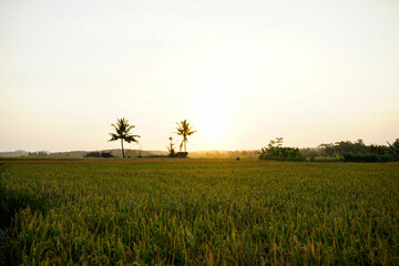 afternoon atmosphere in the rice fields with yellowed rice