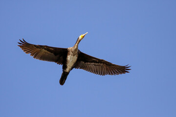 Cormorant in flight against blue sky
