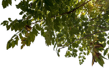 Ässte von Bäumen mit grünen Blätter