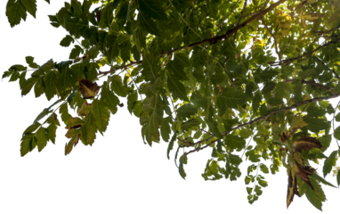 Ässte von Bäumen mit grünen Blätter