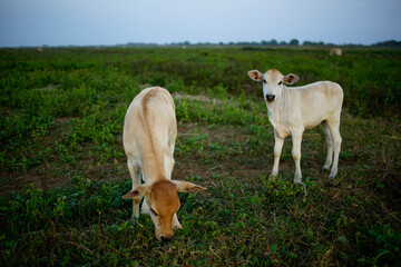 Naklejka na ściany i meble cows eat grass in green pastures