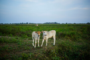 Obraz na płótnie Canvas two calves with green grass