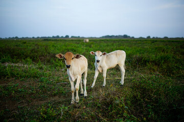 Obraz na płótnie Canvas two white calves in the meadow