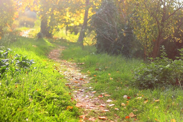 Fallen autumn leaves in the forest. Selective focus.