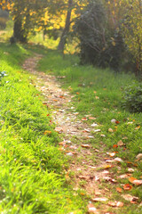 Fototapeta premium Fallen autumn leaves in the forest. Selective focus.