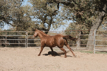 Horse lunging in round pen during training in Texas fall on ranch.